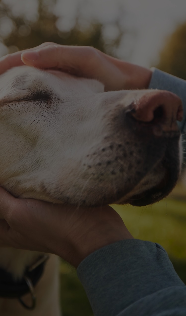 A person pets an emotional support dog.